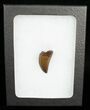 Inch Nanotyrannus Tooth - Great Serrations #4544-2